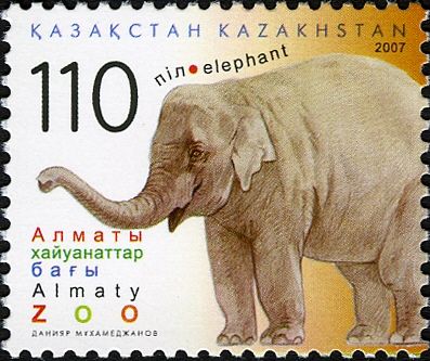 Asian Elephant (Elephas maximus)