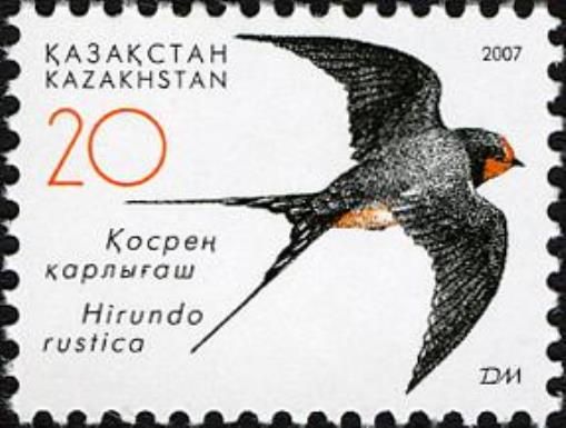 Barn Swallow (Hirundo rustica)