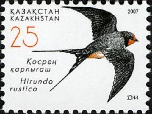 Barn Swallow (Hirundo rustica)