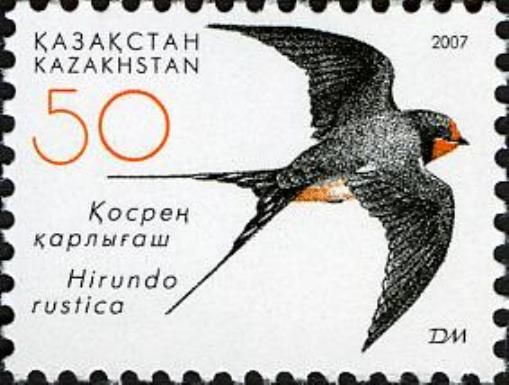 Barn Swallow (Hirundo rustica)