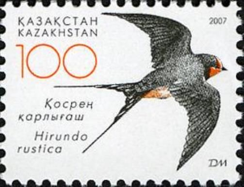 Barn Swallow (Hirundo rustica)