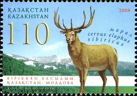Siberian Wapiti (Cervus elaphus sibiricus)