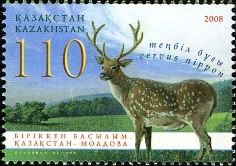 Sika Deer (Cervus nippon)