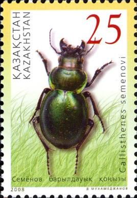 Beetle (Callisthenes semenovi)