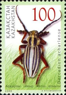 Beetle (Dorcadion acharlense)