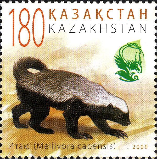 Honey Badger (Mellivora capensis)