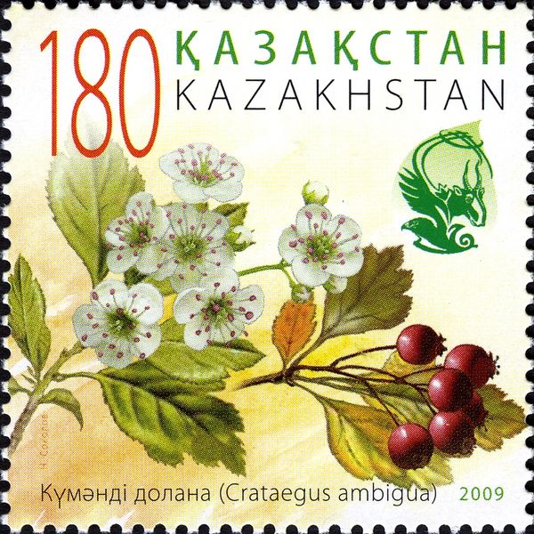Russian Hawthorn (Crataegus ambigua)