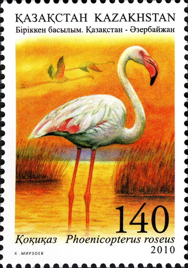 Greater Flamingo (Phoenicopterus roseus)