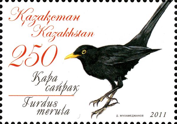 Common Blackbird (Turdus merula)
