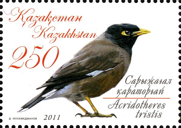 Common Myna (Acridotheres tristis)