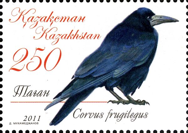 Rook (Corvus frugilegus)