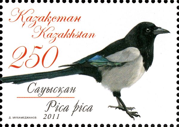Eurasian Magpie (Pica pica)