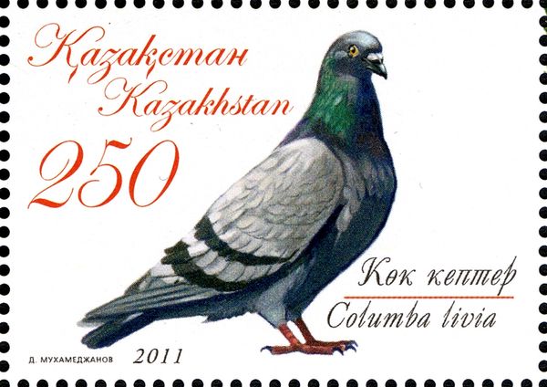 Rock Pigeon (Columba livia)