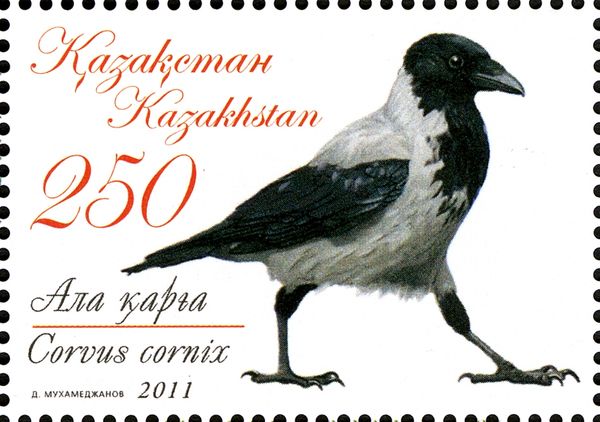 Hooded Crow (Corvus cornix)
