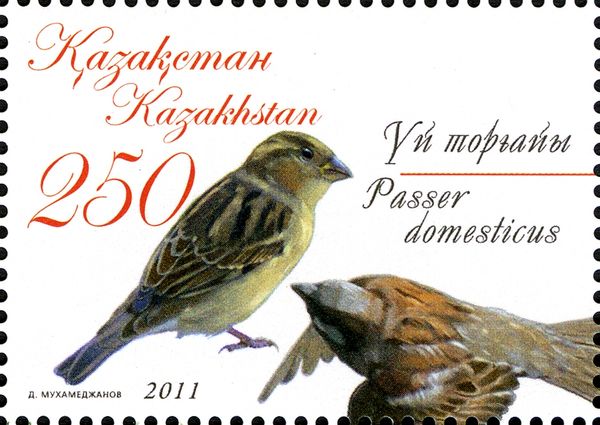 House Sparrow (Passer domesticus)