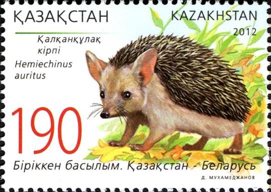 Common Long-eared Hedgehog (Hemiechinus auritus)