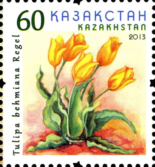 Tulip (Tulipa behmiana Regel)