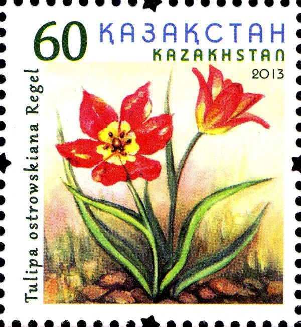 Tulip (Tulipa ostrowskiana Regel)