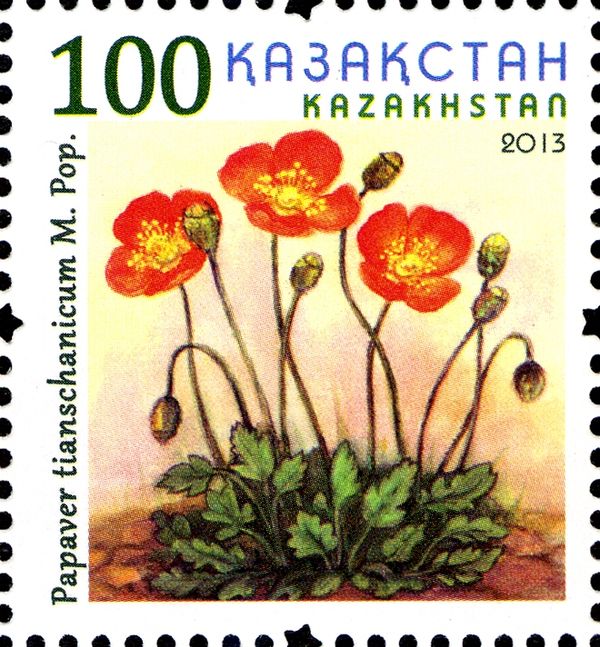 Poppy (Papaver tianschanicum M. Pop)