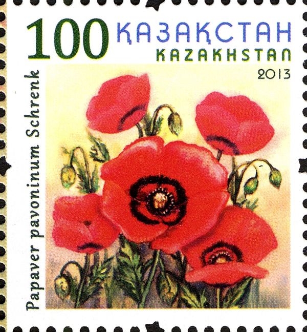 Poppy (Papaver pavoninum Schrenk)