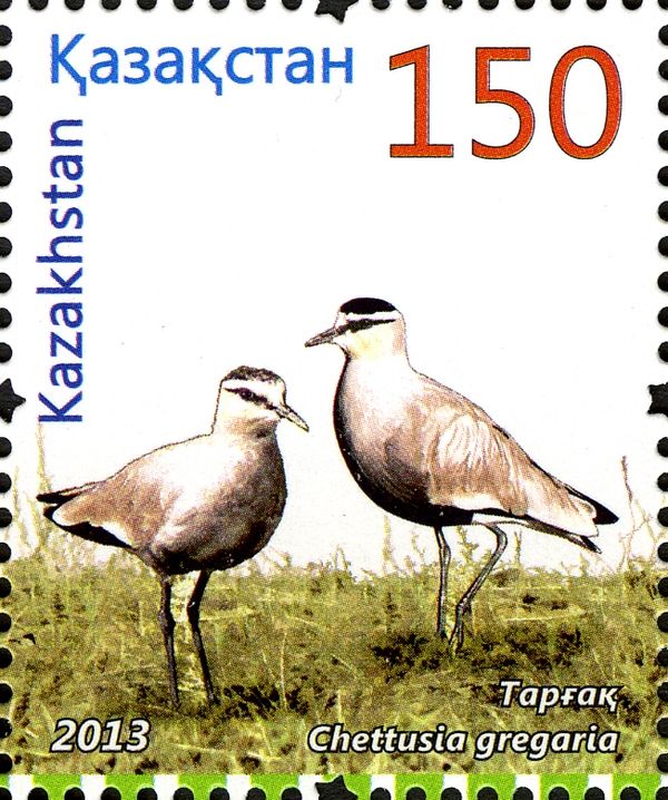 Sociable Lapwing (Chettusia gregaria)