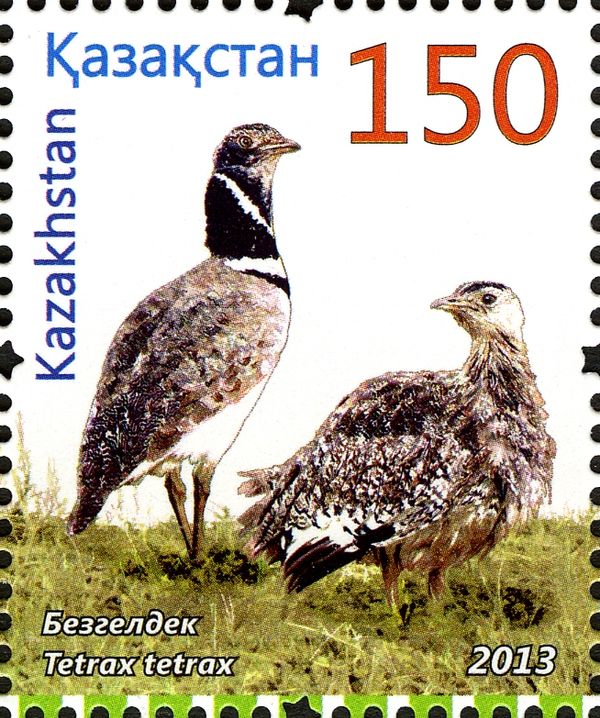 Little Bustard (Tetrax tetrax)