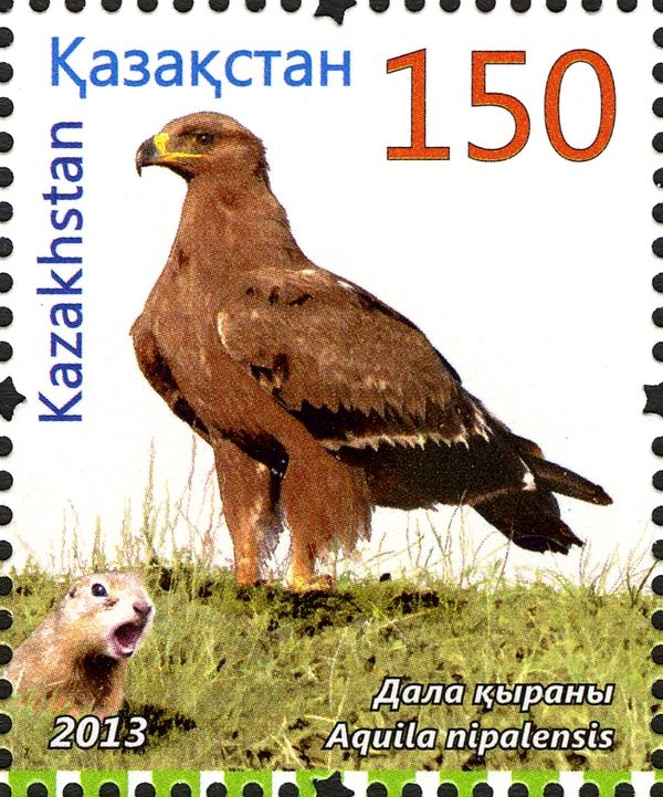 Steppe Eagle (Aquila nipalensis)