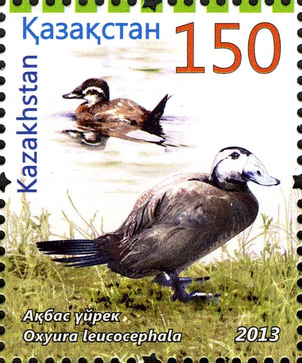 White-headed Duck (Oxyura leucocephala)