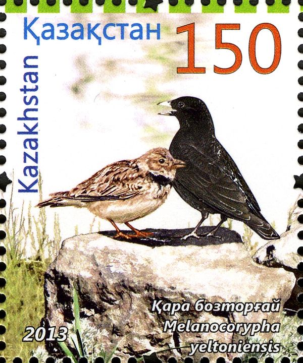 Black Lark (Melanocorypha yeltoniensis)