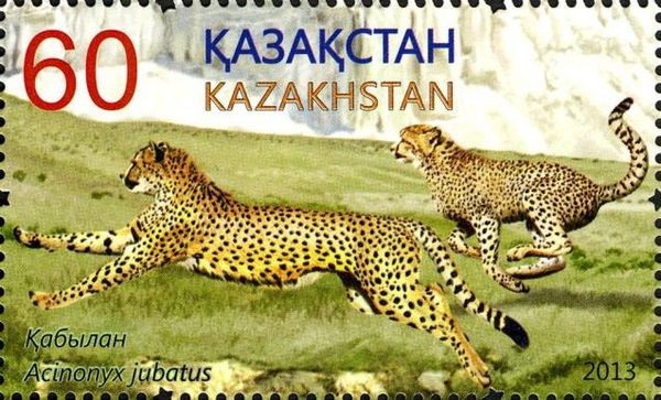 Cheetah (Acinonyx jubatus)