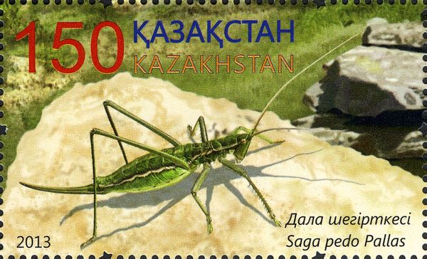 Predatory Bush Cricket (Saga pedo Pallas)