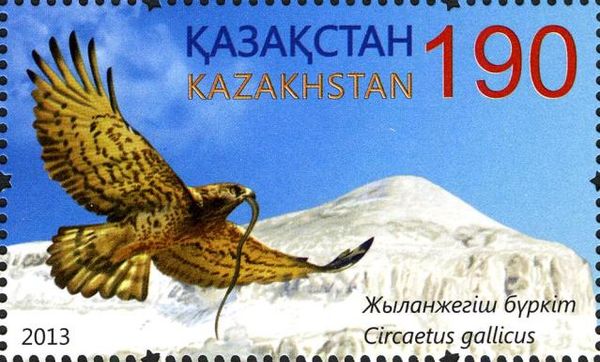 Short-toed Snake-eagle (Circaetus gallicus)