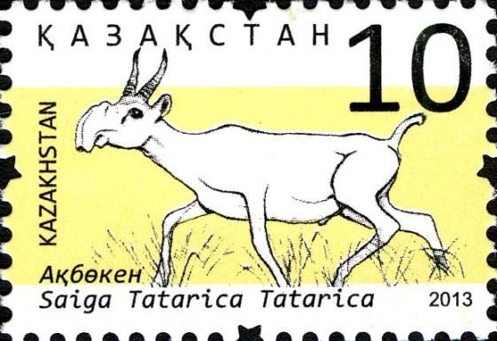 Saiga Antelope (Saiga tatarica)