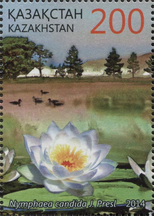White Water Lily (Nymphaea candida)