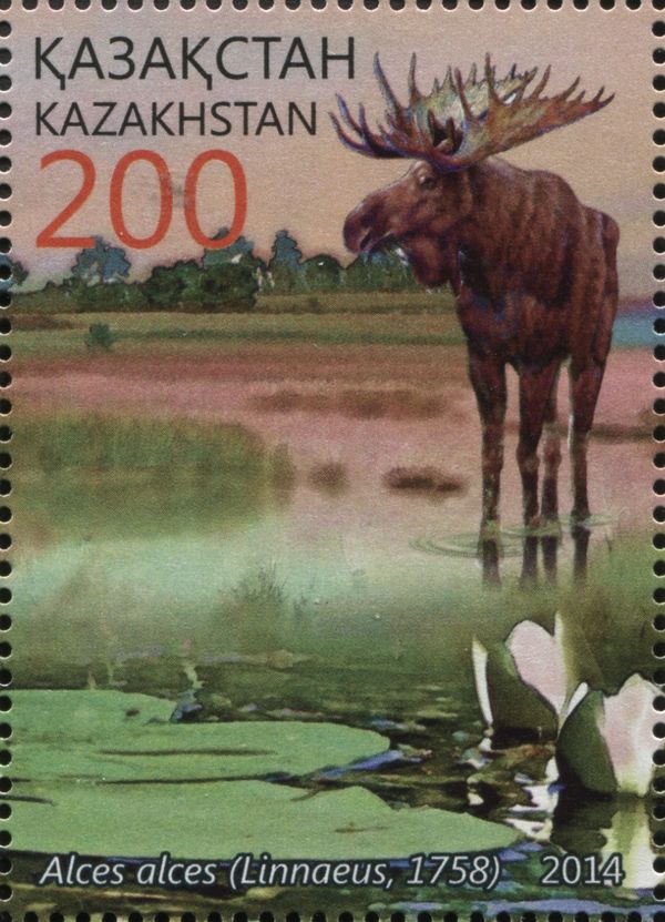 Moose (Alces alces)