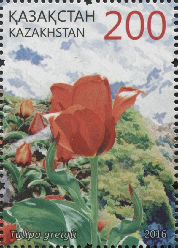 Tulip (Tulipa greigii)