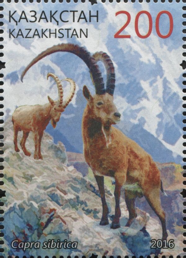 Siberian Ibex (Capra sibirica)