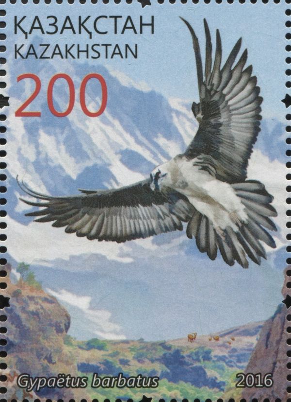 Bearded Vulture (Gypaetus barbatus)