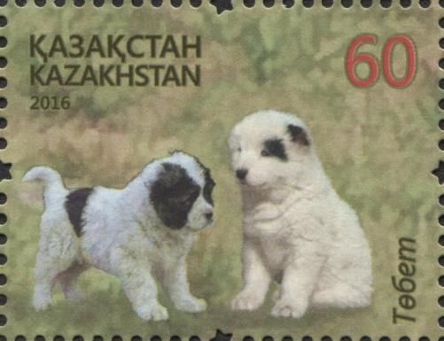 Central Asian Shepherd Dog (Canis lupus familiaris)