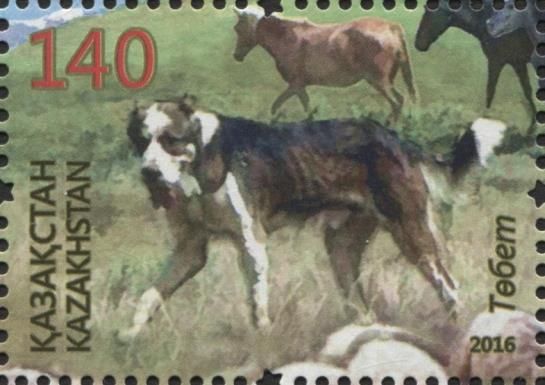 Central Asian Shepherd Dog (Canis lupus familiaris)