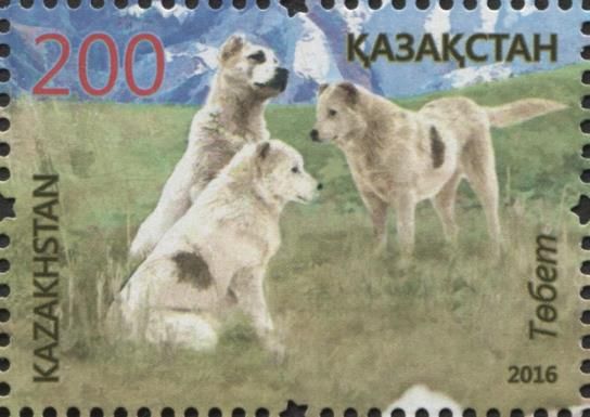 Central Asian Shepherd Dog (Canis lupus familiaris)
