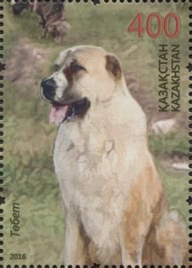 Central Asian Shepherd Dog (Canis lupus familiaris)