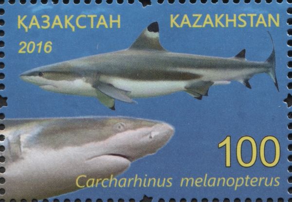 Blacktip Reef Shark (Carcharhinus melanopterus)