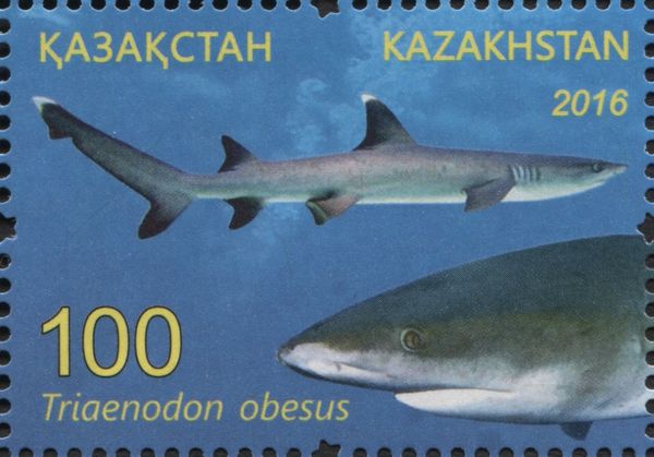 Whitetip Reef Shark (Triaenodon obesus)