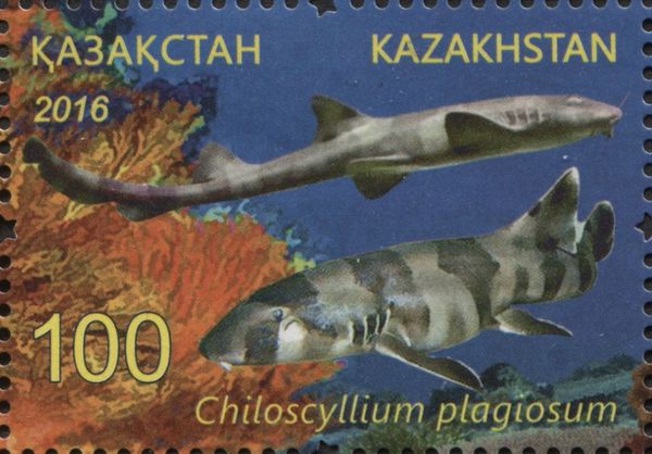 Whitespotted Bamboo Shark (Chiloscyllium plagiosum)