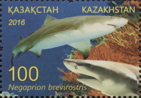 Lemon Shark (Negaprion brevirostris)