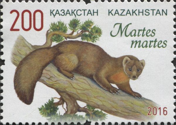 Pine Marten (Martes martes)