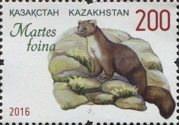 Beech Marten (Martes foina)