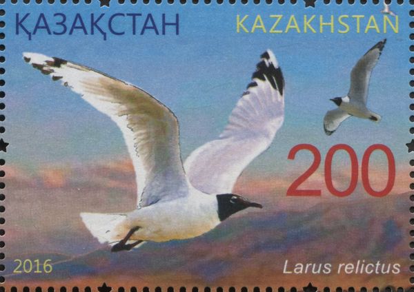 Relict Gull (Larus relictus)