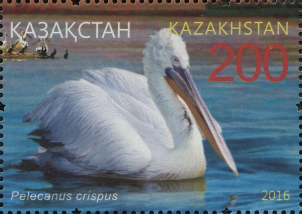 Dalmatian Pelican (Pelecanus crispus)